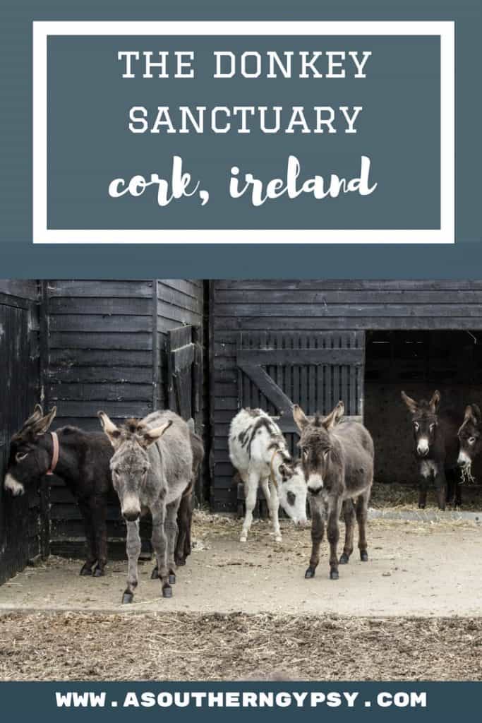 donkey sanctuary ireland