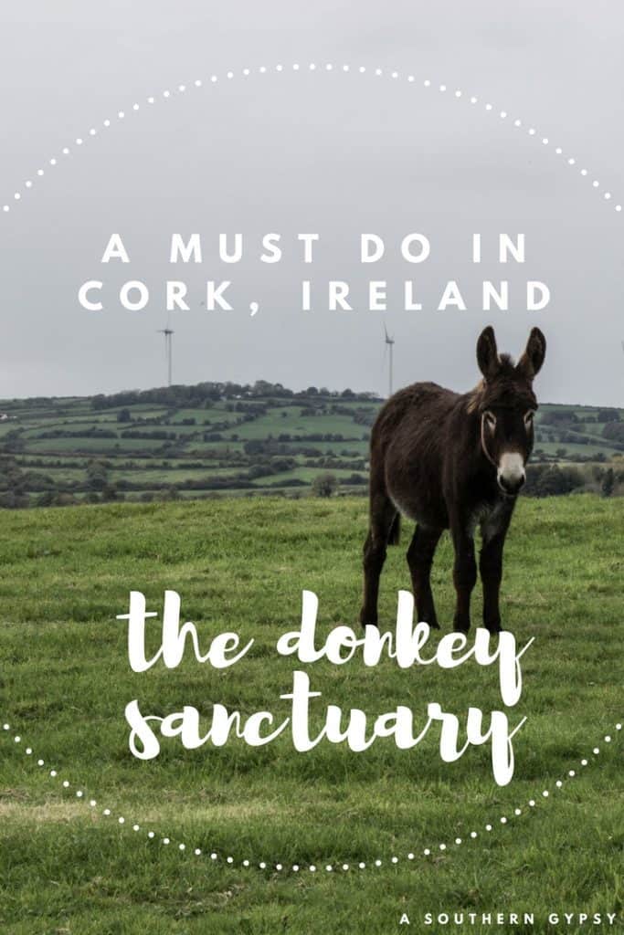 donkey sanctuary ireland