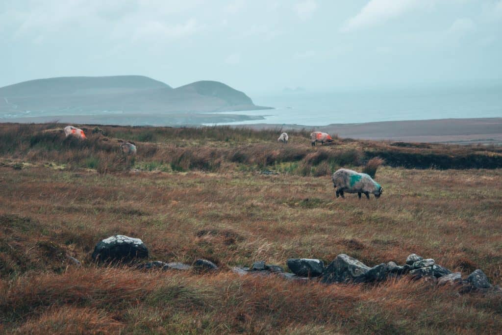 donegal to galway