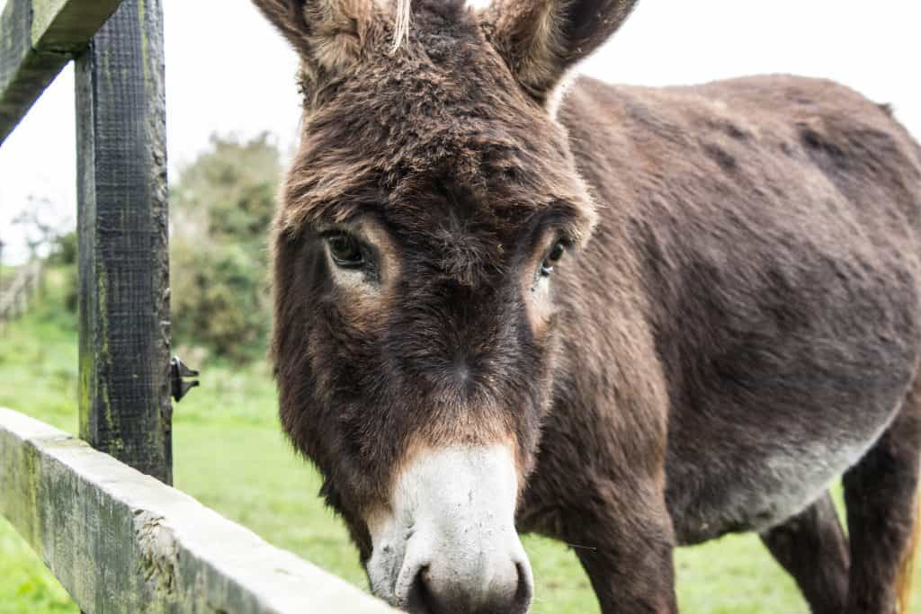 donkey sanctuary ireland