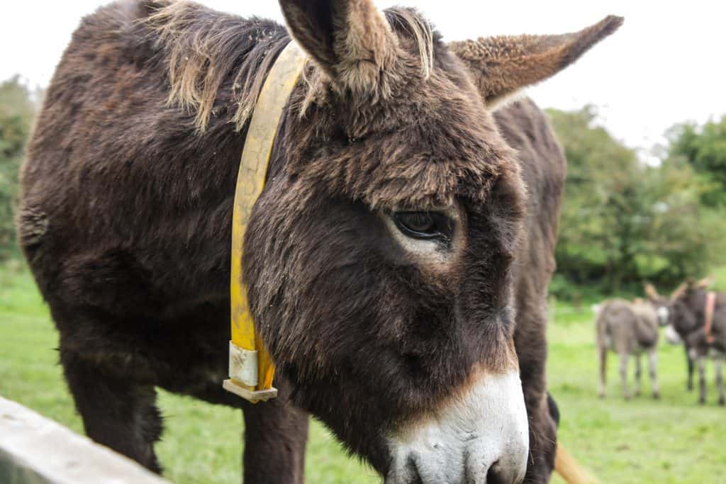 donkey sanctuary ireland