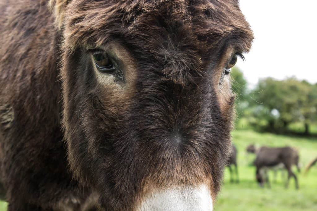 donkey sanctuary ireland