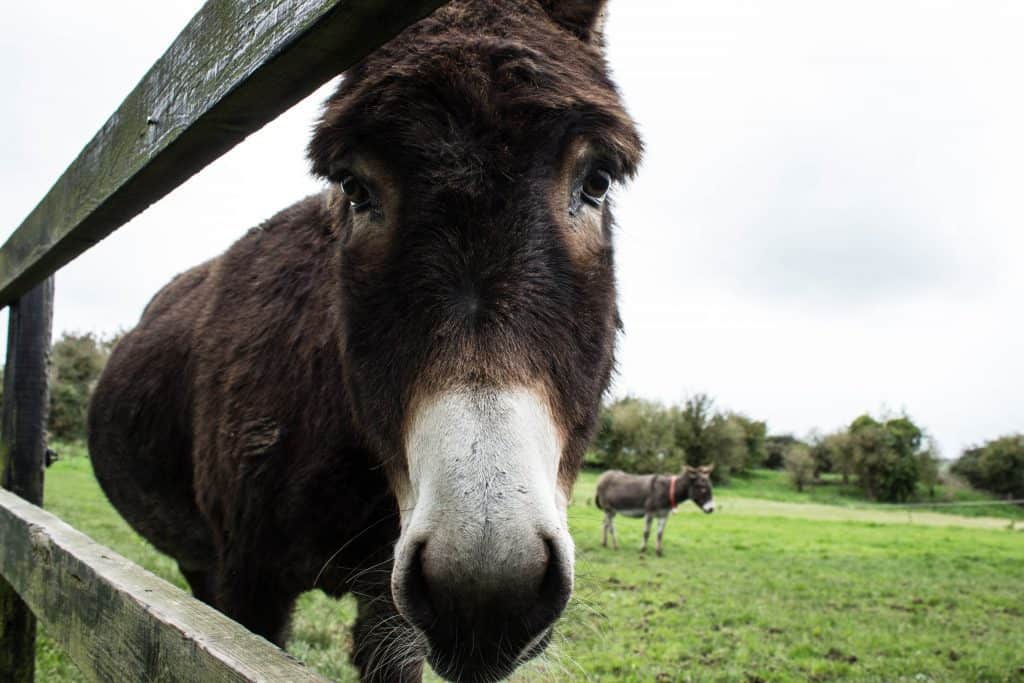 donkey sanctuary ireland