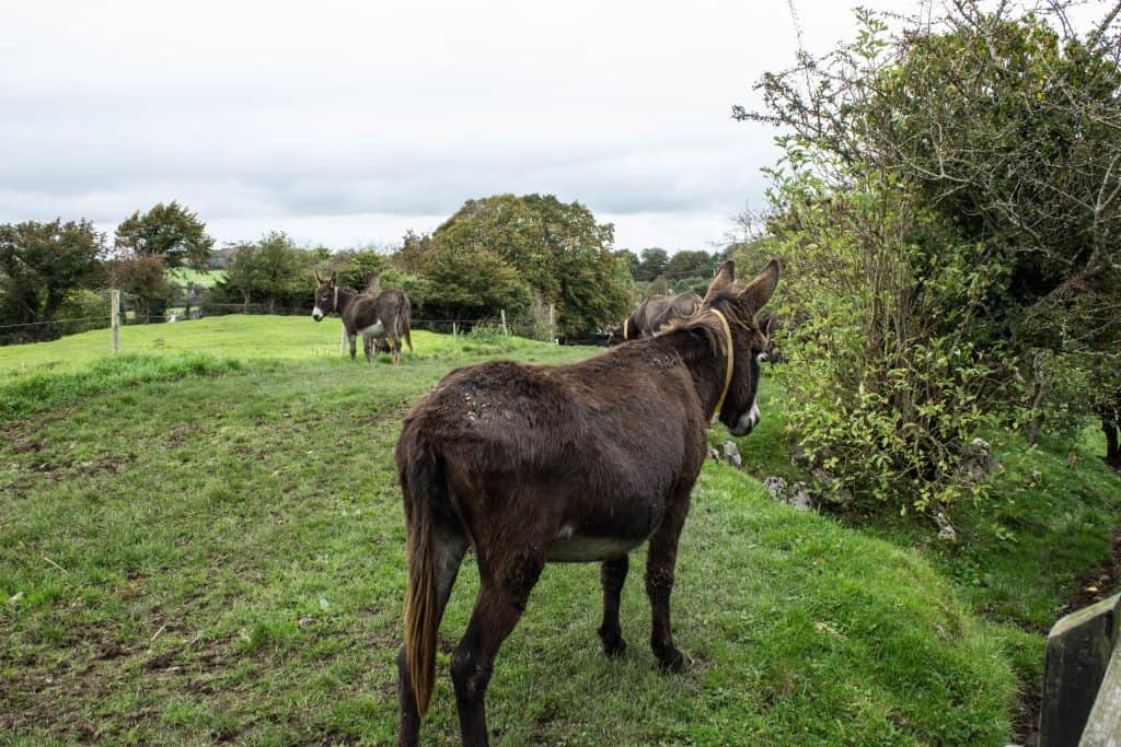 donkey sanctuary ireland