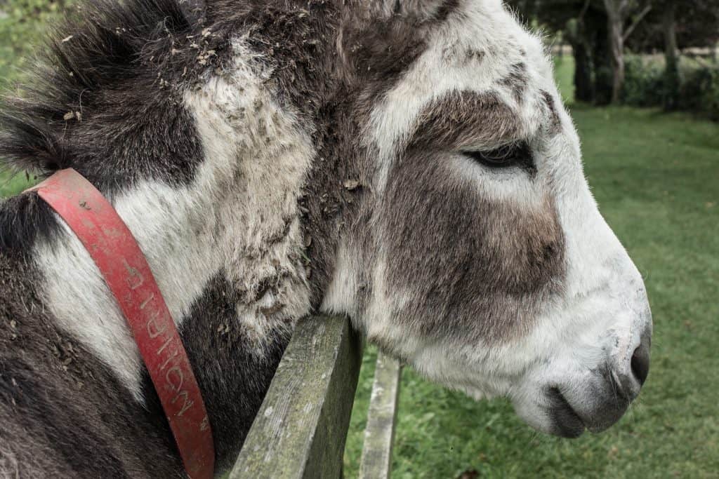 donkey sanctuary ireland