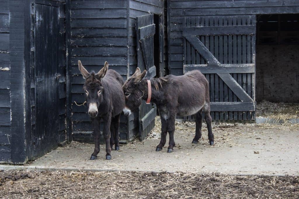 donkey sanctuary ireland