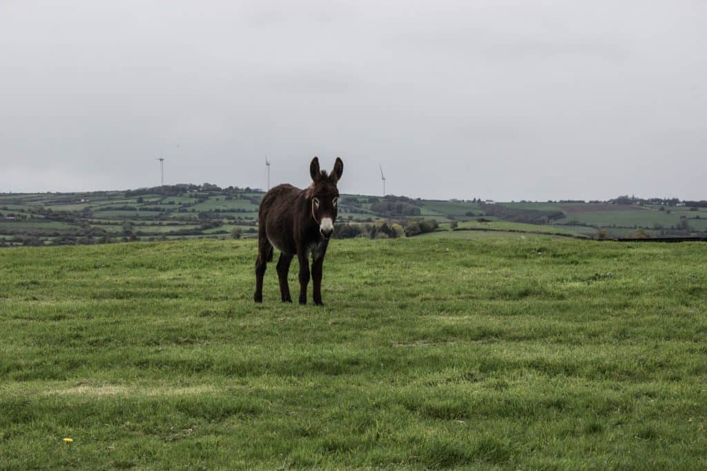 donkey sanctuary ireland