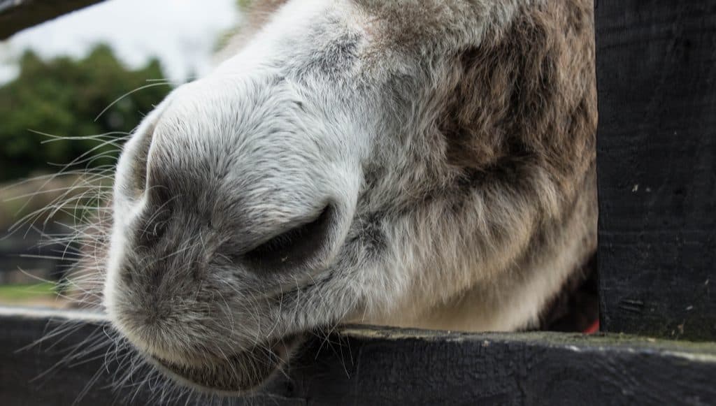 donkey sanctuary ireland