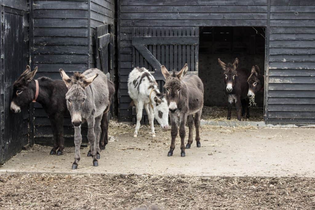 donkey sanctuary ireland