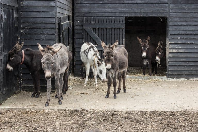 Donkey Sanctuary Ireland // Don't Miss This Spot in County Cork!