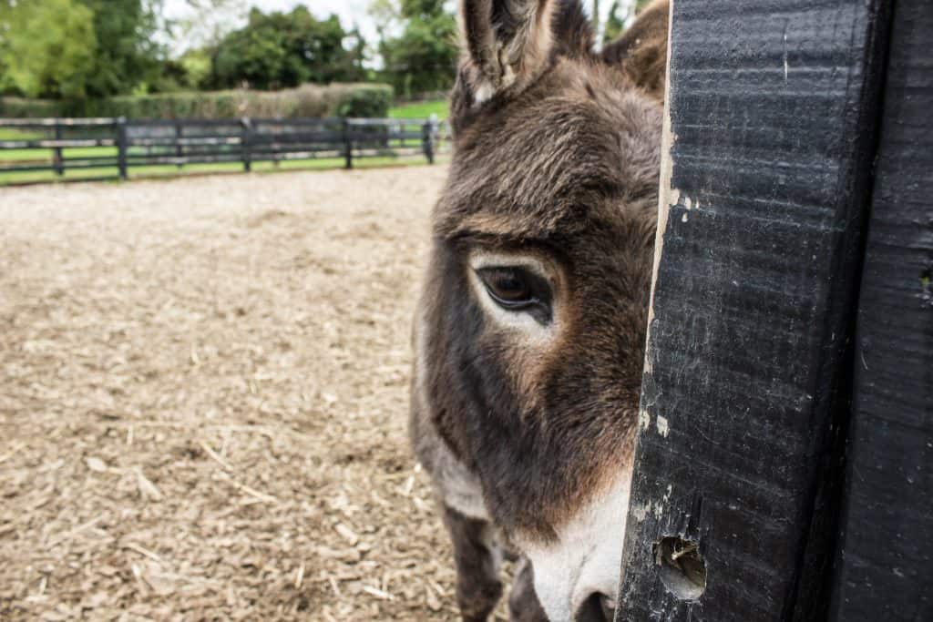 donkey sanctuary ireland