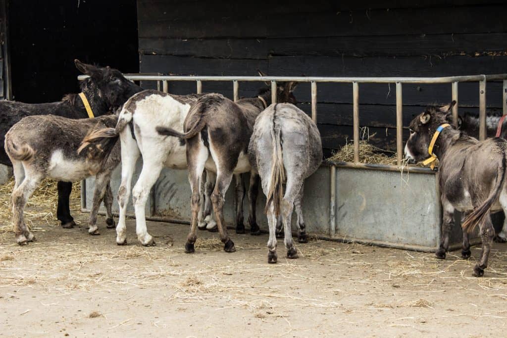 donkey sanctuary ireland