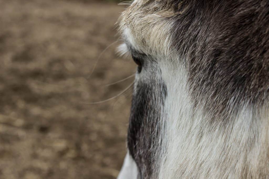 donkey sanctuary ireland