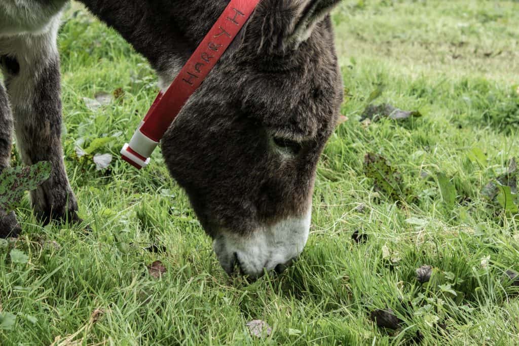 donkey sanctuary ireland