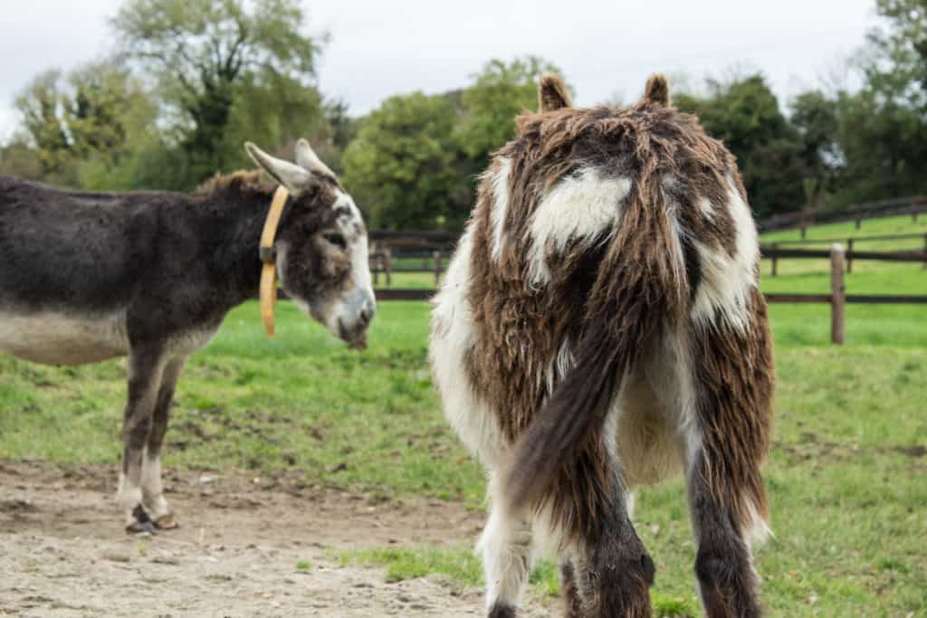 donkey sanctuary ireland