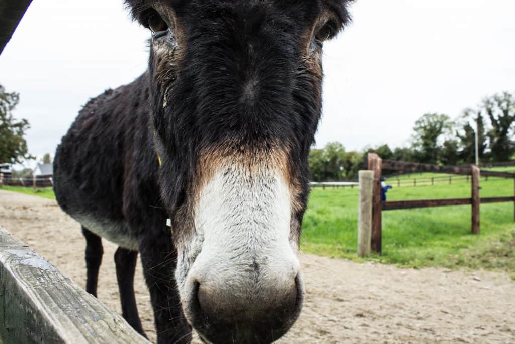 donkey sanctuary ireland