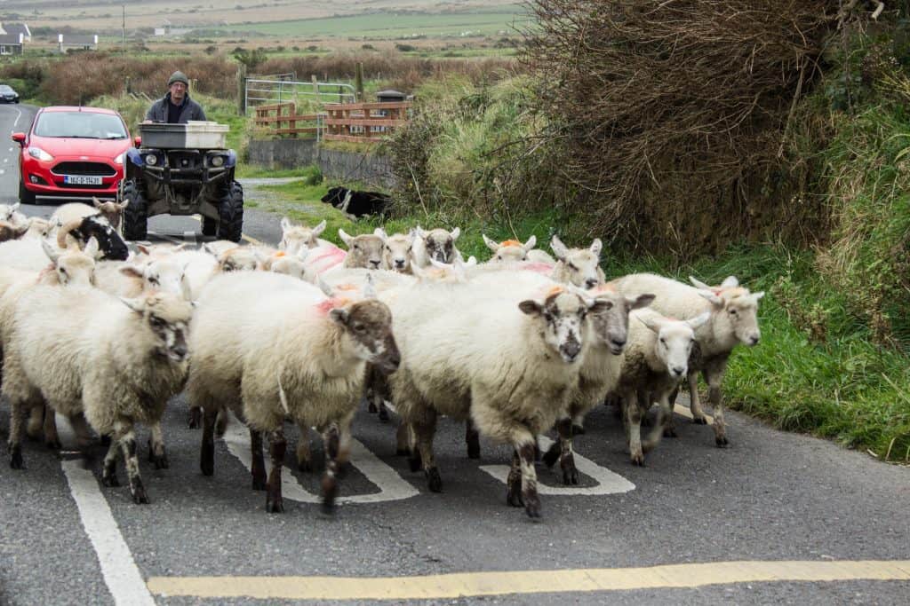 ROAD TRIP IRELAND