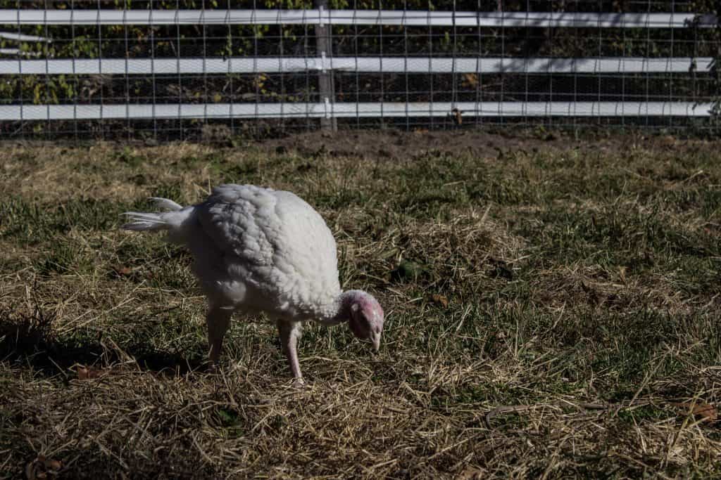 animal sanctuary missouri