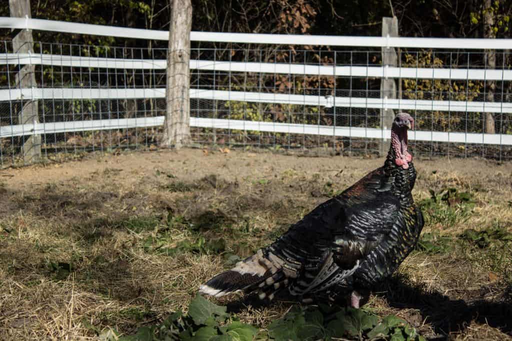 animal sanctuary missouri