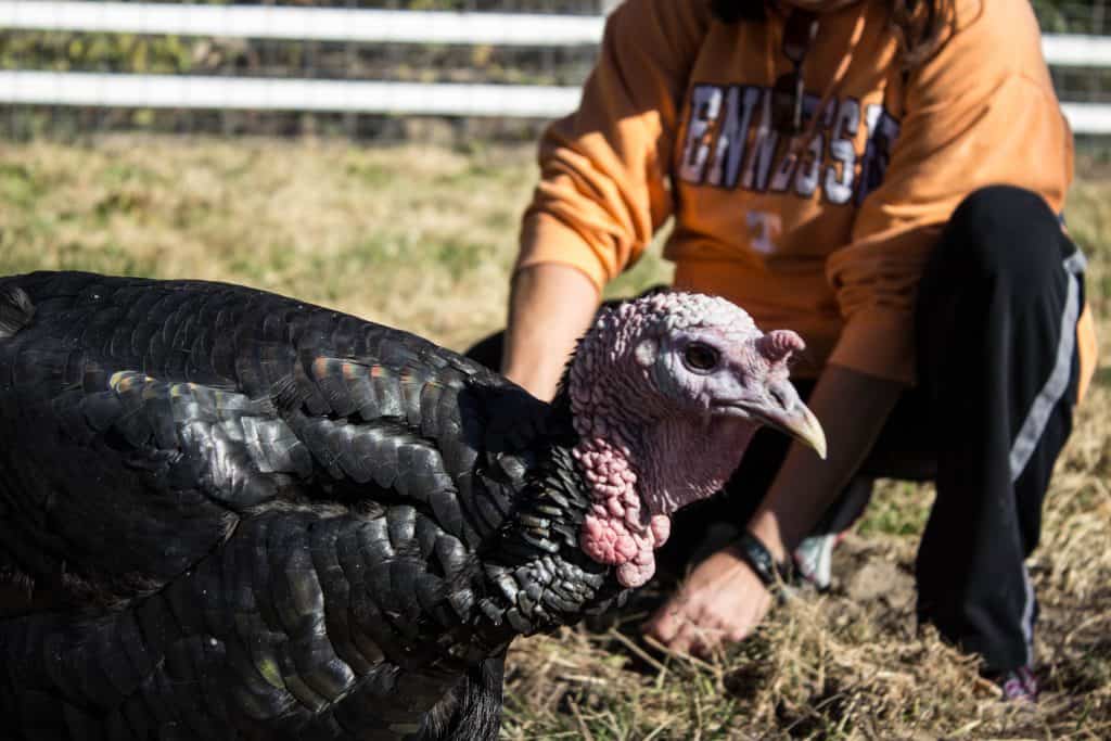 animal sanctuary missouri