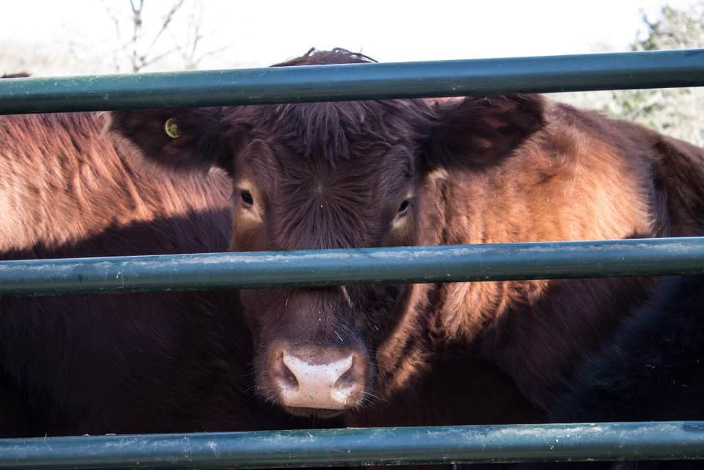 animal sanctuary missouri