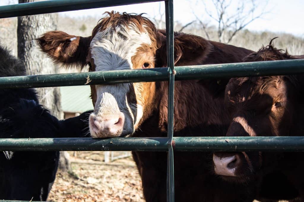 animal sanctuary missouri