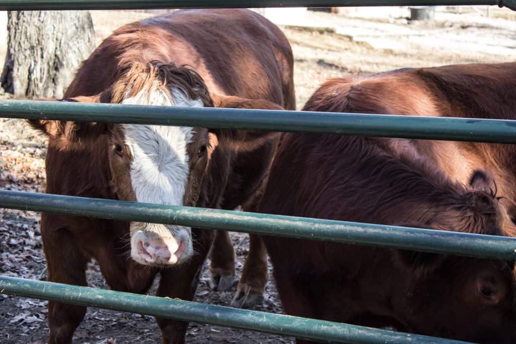 animal sanctuary missouri