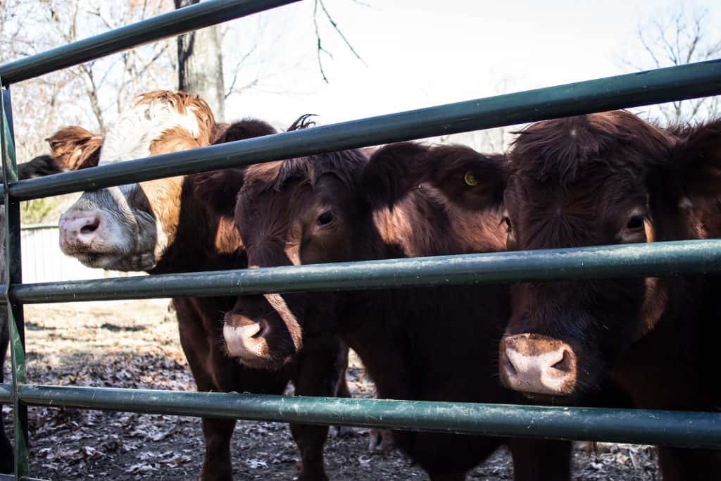 animal sanctuary missouri