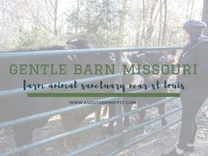 Read more about the article Animal Sanctuary Missouri // The Gentle Barn in St Louis