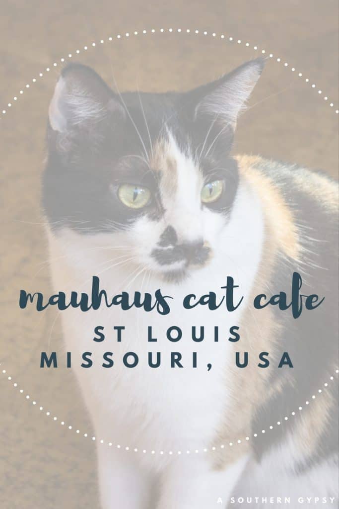 cat cafe st louis