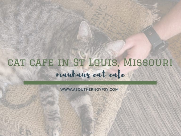Read more about the article Cat Cafe St Louis // Mauhaus Cat Cafe