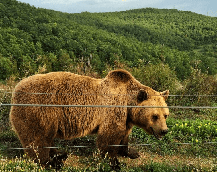 best animal sanctuaries