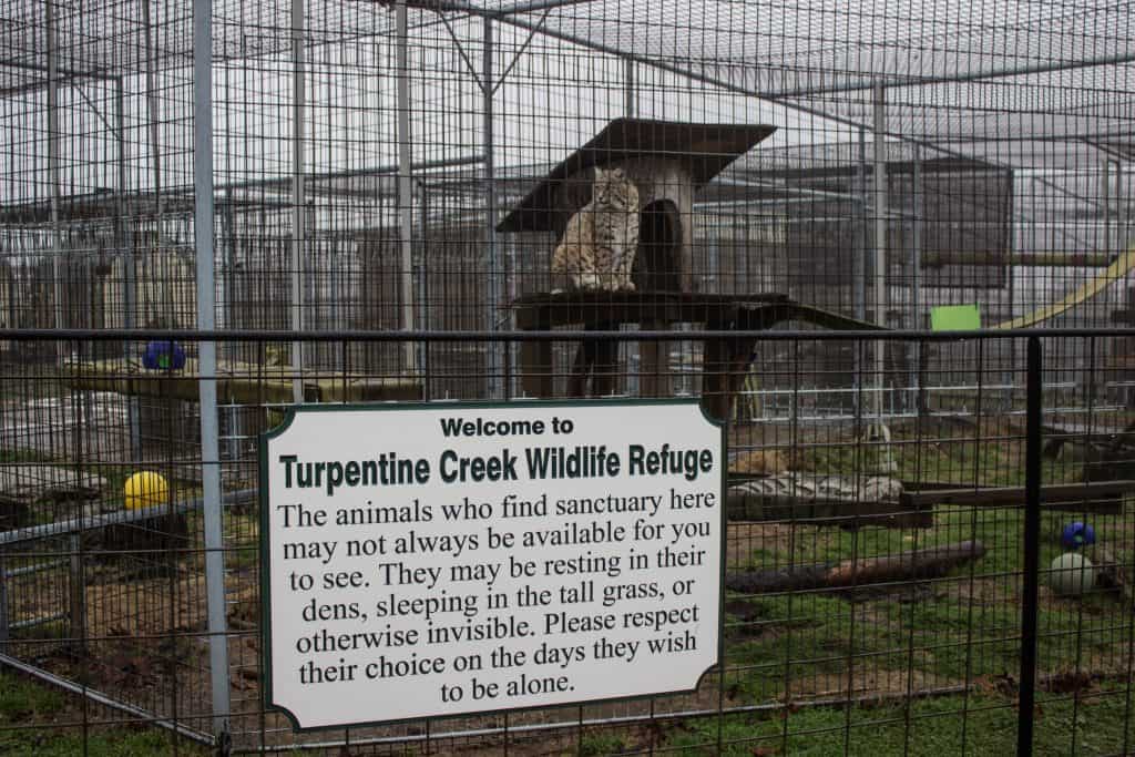 TURPENTINE CREEK WILDLIFE REFUGE