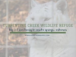 Read more about the article Turpentine Creek Wildlife Refuge // Big Cat Sanctuary