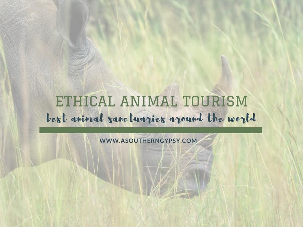 You are currently viewing 23+ Ethical Animal Sanctuaries in the World to Visit & Support