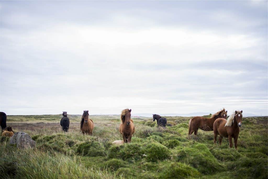 ICELAND BUCKET LIST