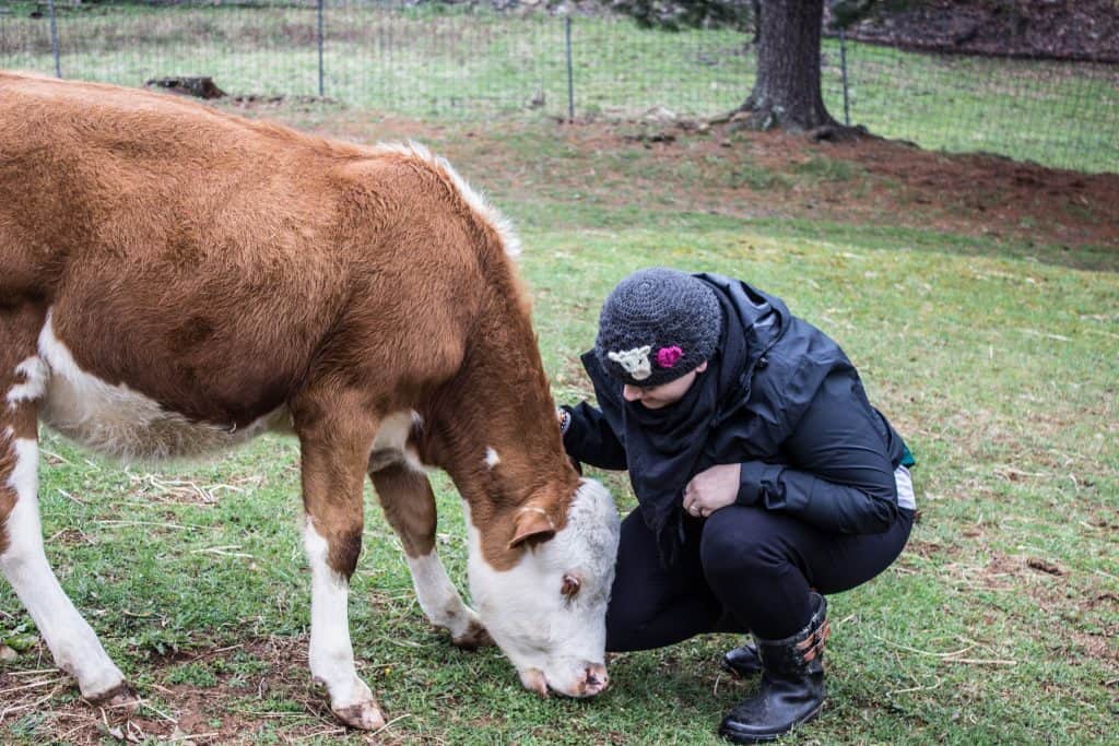 asheville vegan day tour