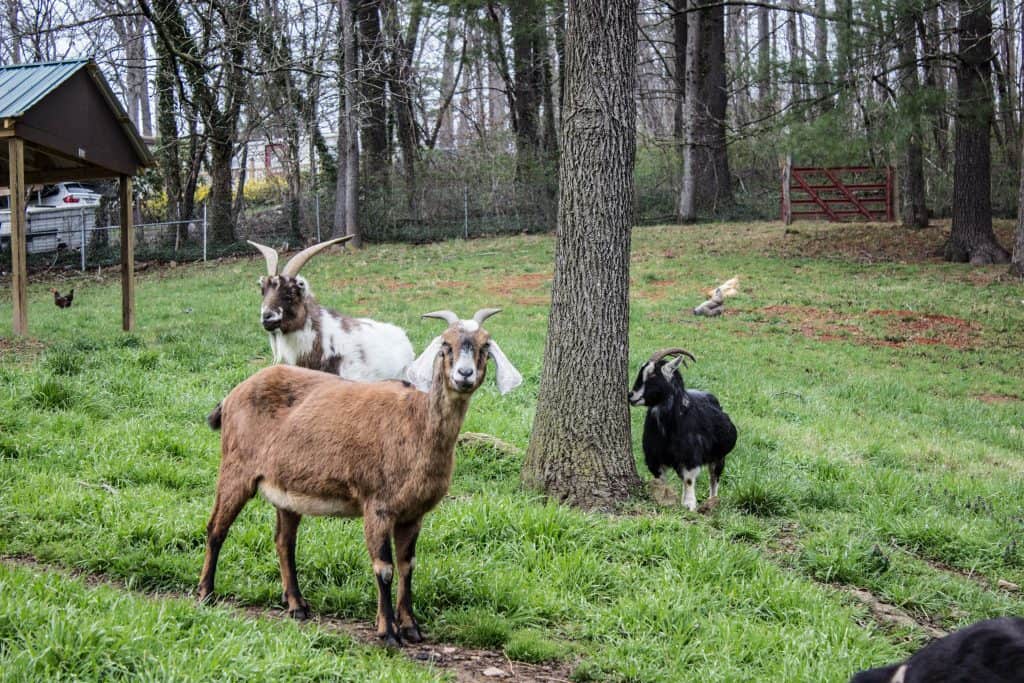 asheville vegan day tour