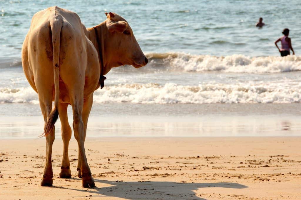 vegan beach holidays