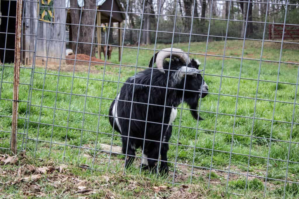 animal haven of asheville