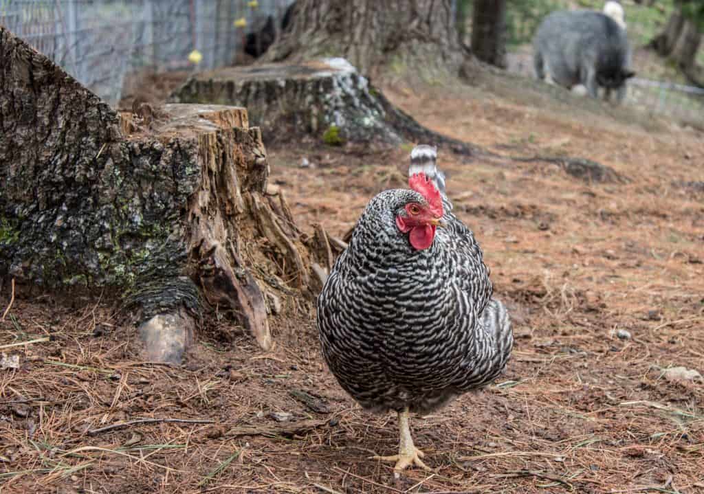 animal haven of asheville