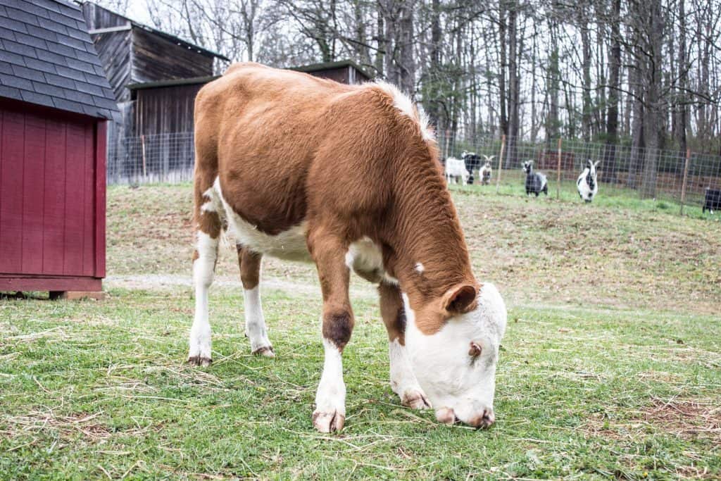 animal haven of asheville