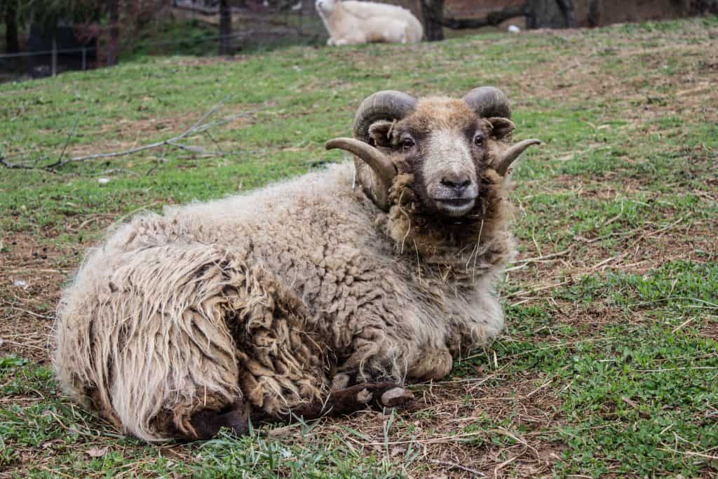 animal haven of asheville