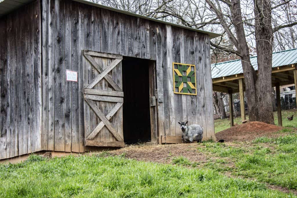 animal haven of asheville