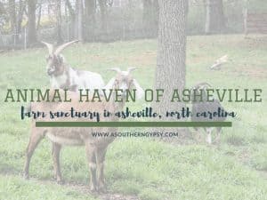 Read more about the article Animal Haven of Asheville | Farm Sanctuary in Asheville, North Carolina