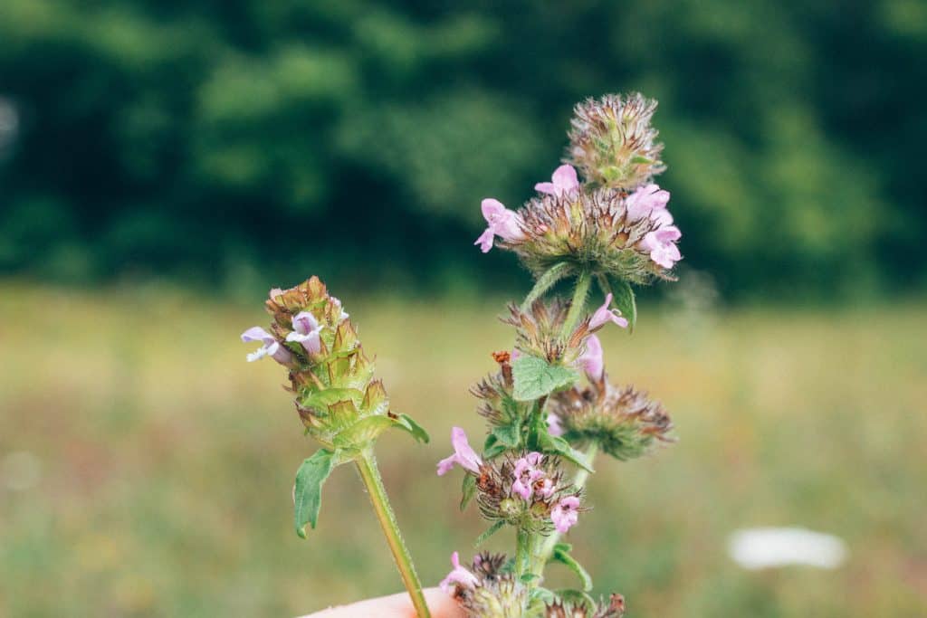 foraging course