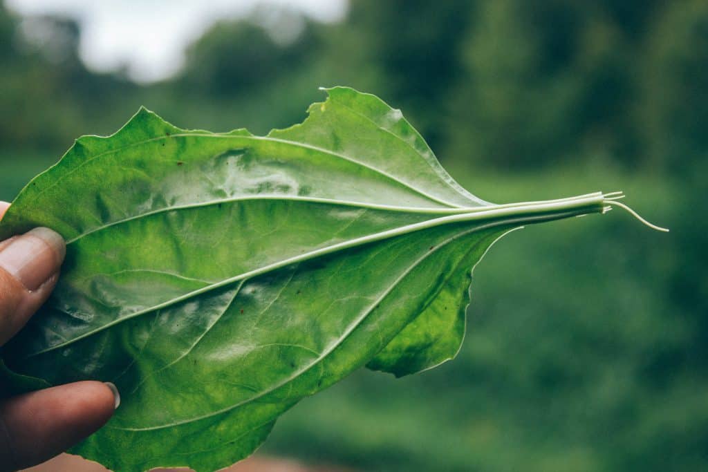 foraging course