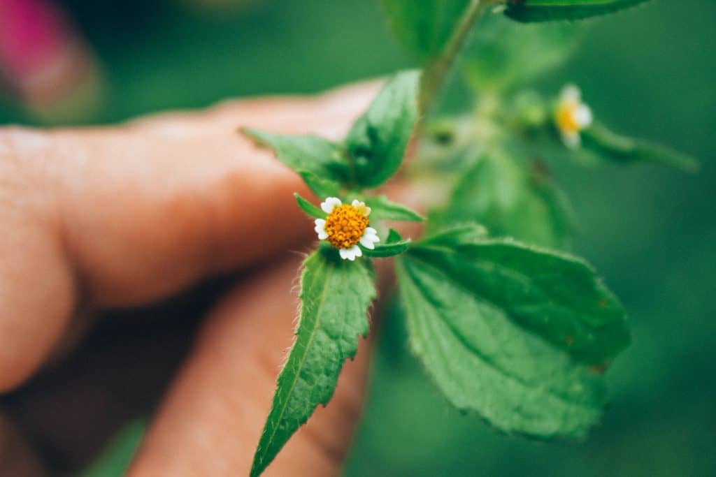 foraging course