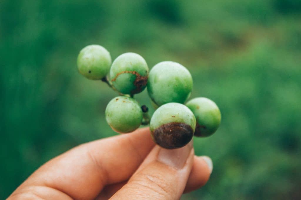 foraging course