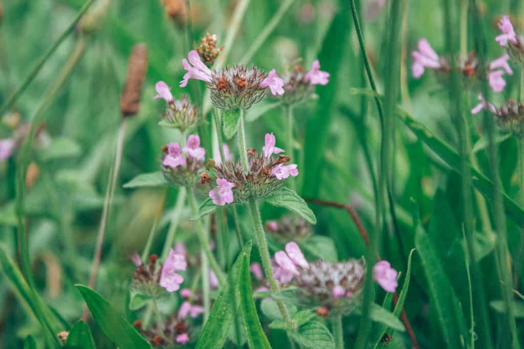 foraging course